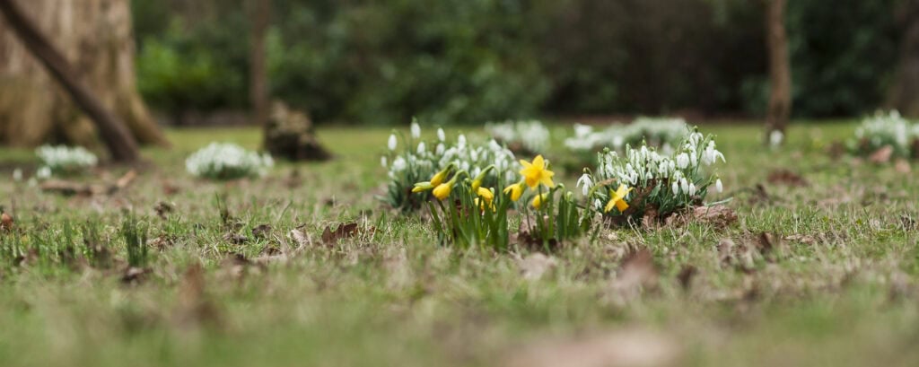 woodland floor with daffodils and snowflakes