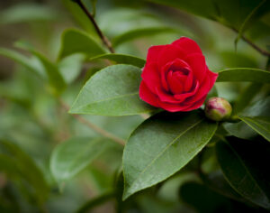 Camellia Claremont Gardens