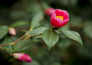 Camellia flowering in the Woodland Gardens 