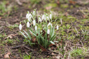 Snowdrops on the woodland floor in spring