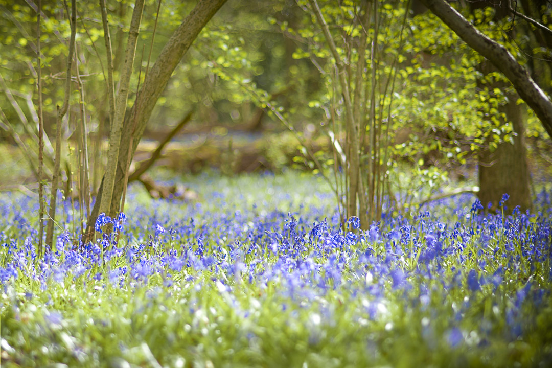 image of bluebells in little Wix Wood 