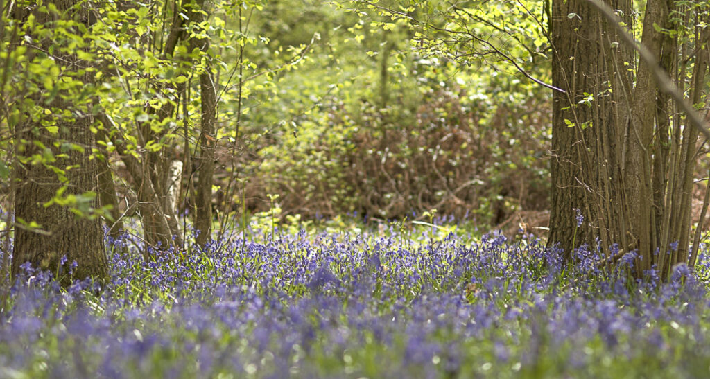 A carpet of Bluebells in Little Wix Wood